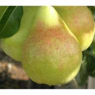 Саджанець Груша Дельбарью РХ в контейнері